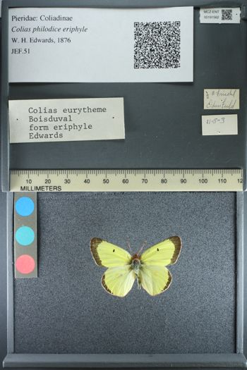 Media type: image;   Entomology 191562